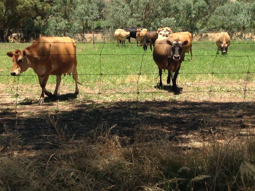 Dairyman'S Cottage Lyndoch Εξωτερικό φωτογραφία